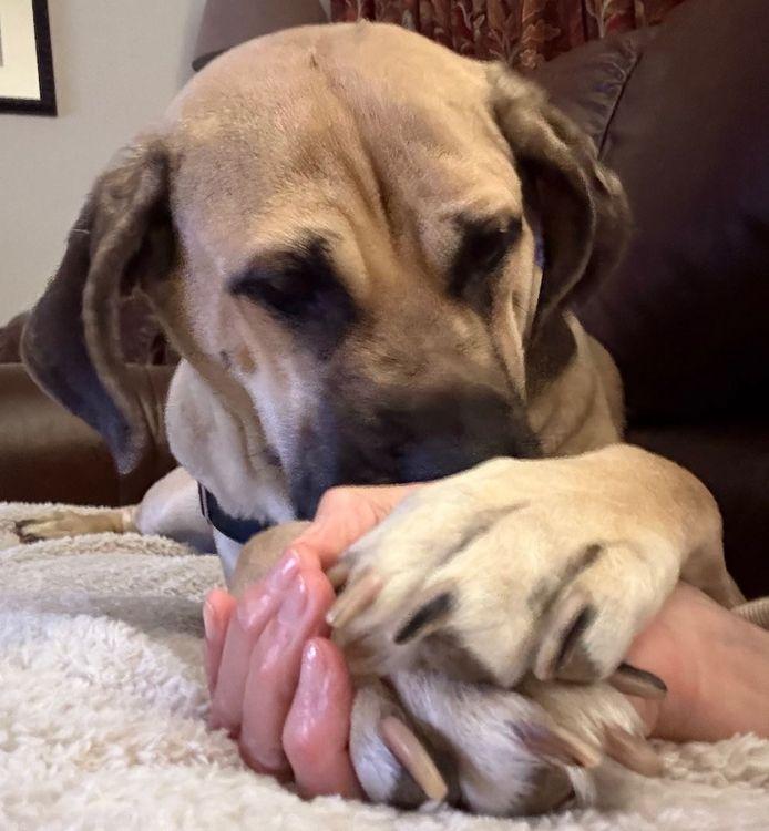 Enlarge Billie, a Adoptable Boerboel in Larkspur, CO image 4/4