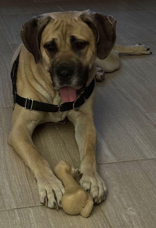 Enlarge Billie, a Adoptable Boerboel in Larkspur, CO image 1/4