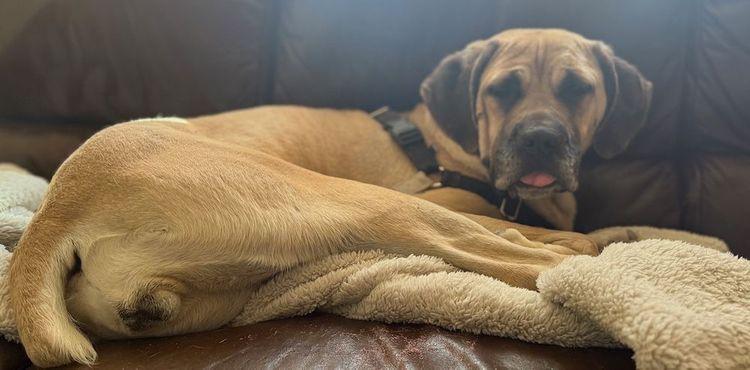 Enlarge Billie, a Adoptable Boerboel in Larkspur, CO image 3/4