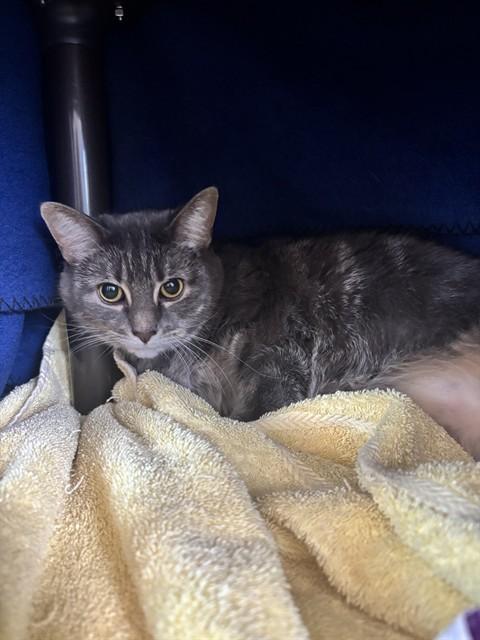 Enlarge GIDGET, a Adoptable Domestic Short Hair in Kalamazoo, MI image 1/1