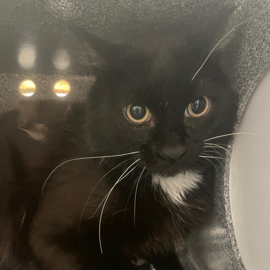 Brennan — thumbnail 2