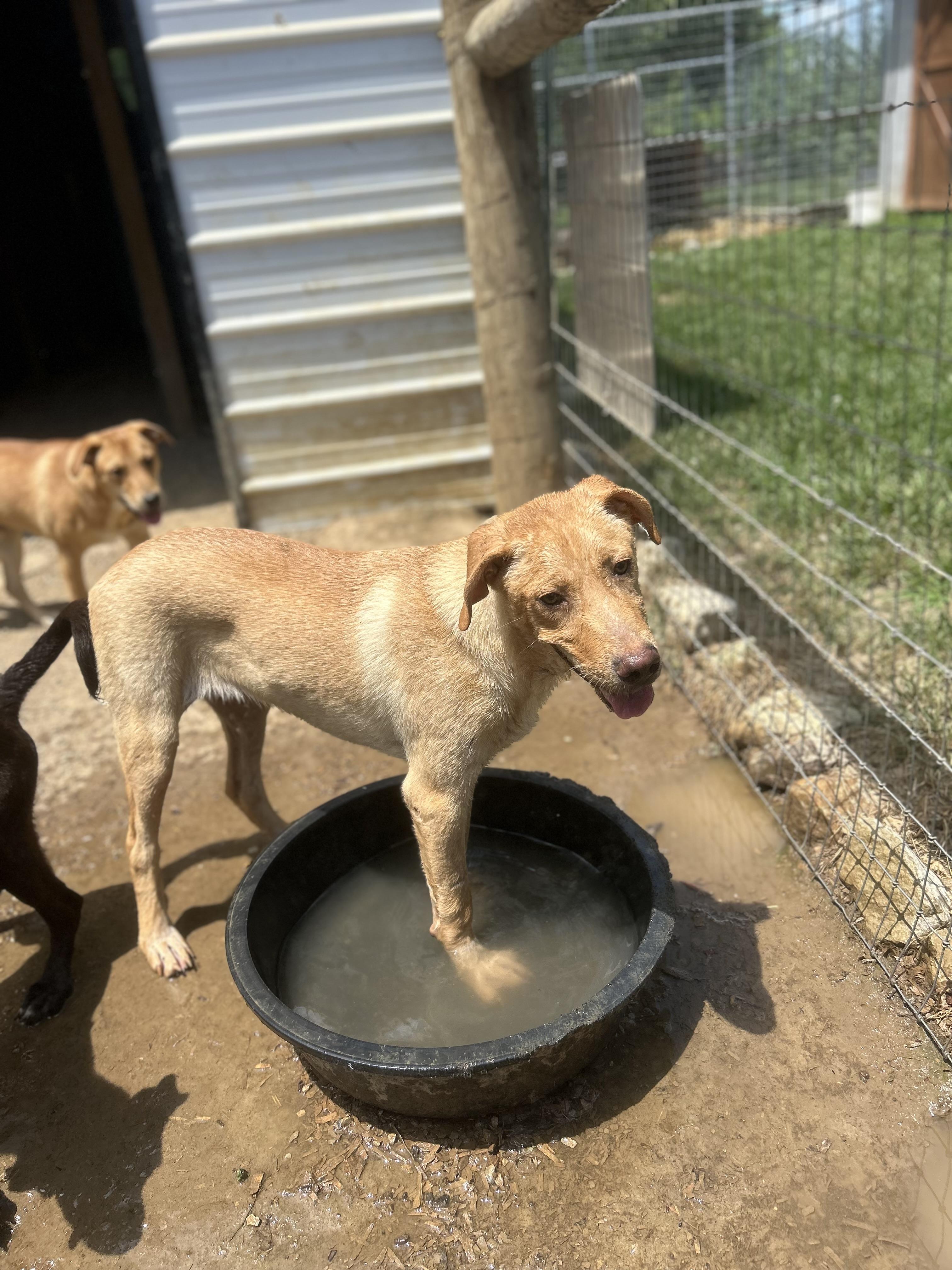 Enlarge Abel, a Adoptable mixed breed in Brownstown, IN image 2/2