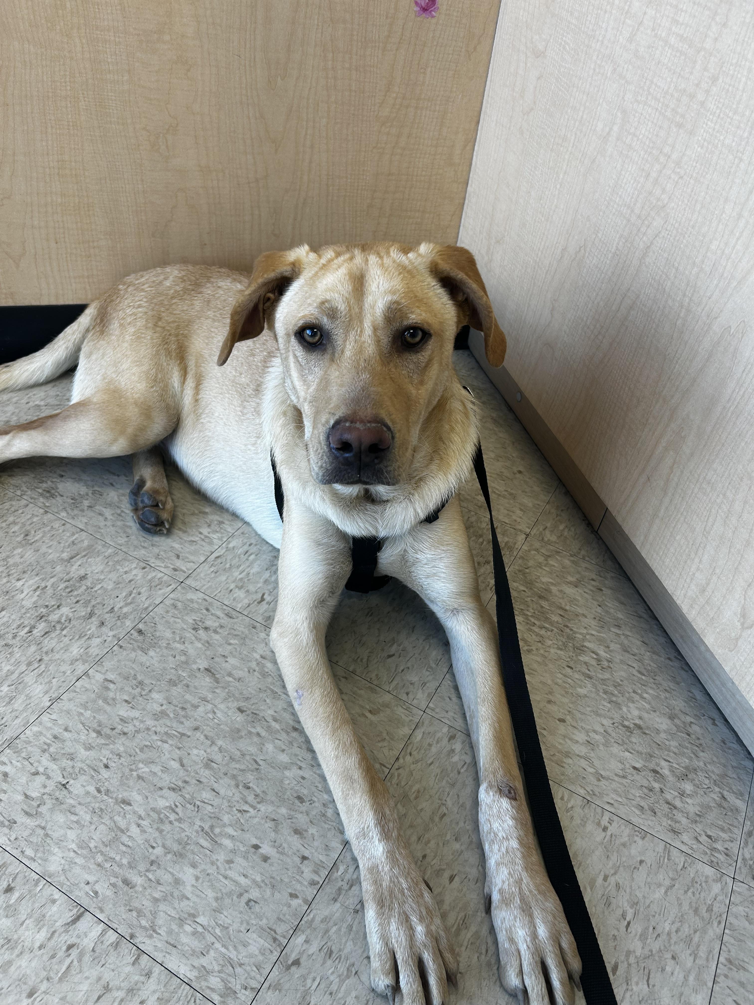 Abel, Adoptable, Puppy Male Labrador Retriever.