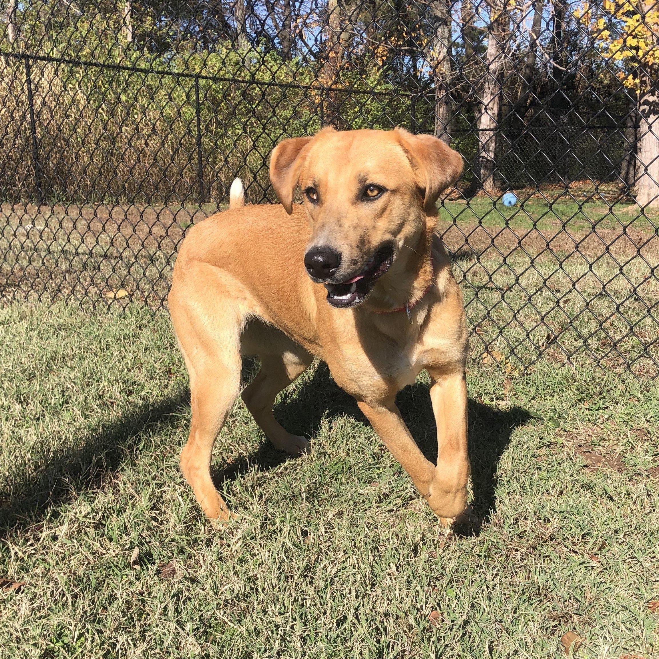 Enlarge Harlequin, an adoptable mixed breed in Springfield, MO image 3/4