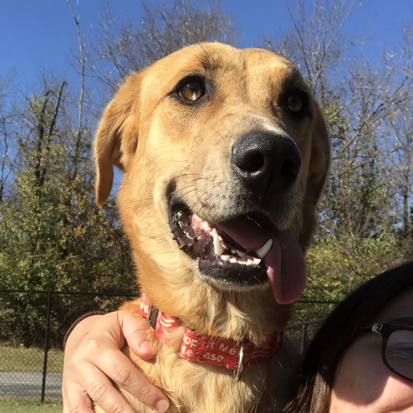 Enlarge Harlequin, an adoptable mixed breed in Springfield, MO image 4/4