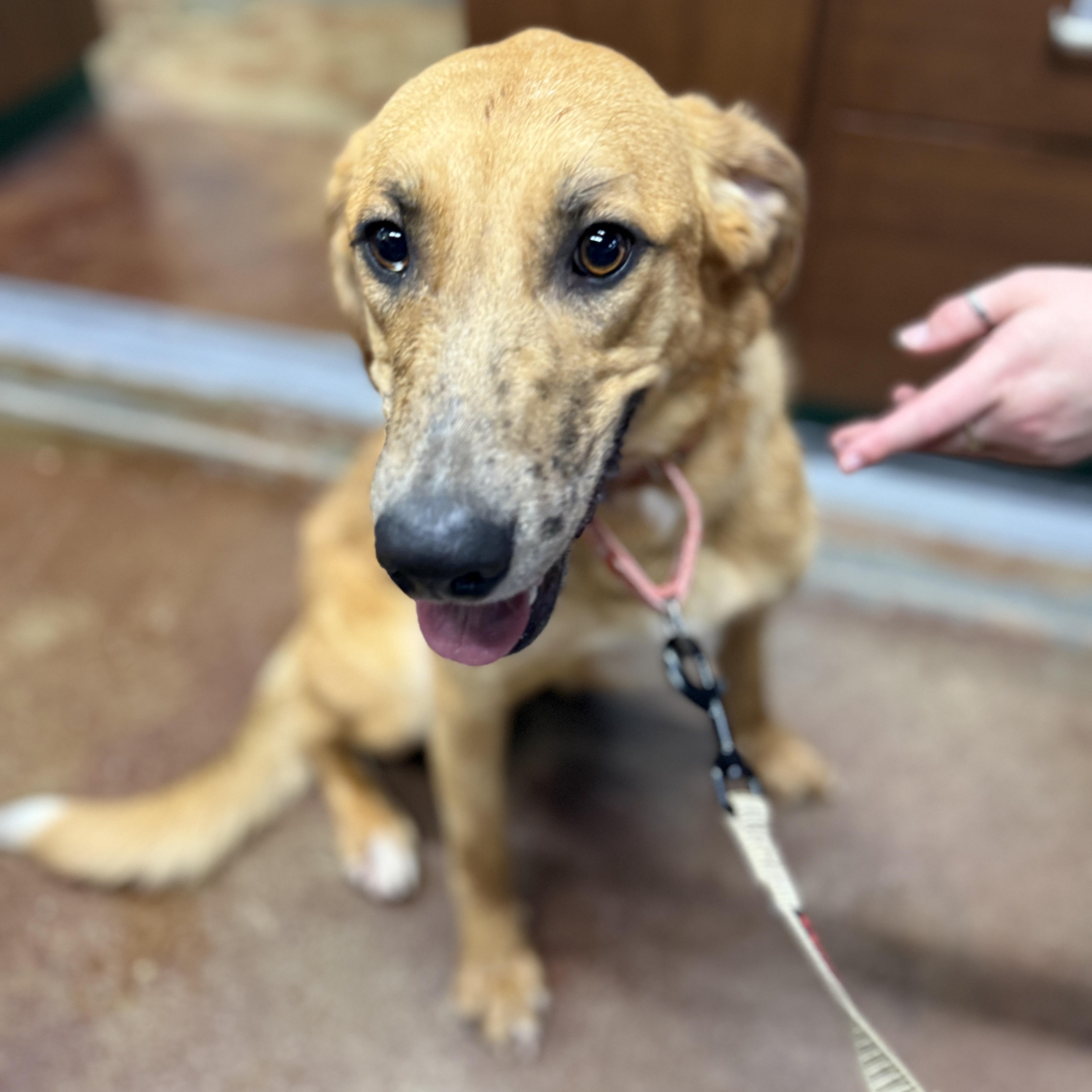 Enlarge Harlequin, an adoptable mixed breed in Springfield, MO image 2/4