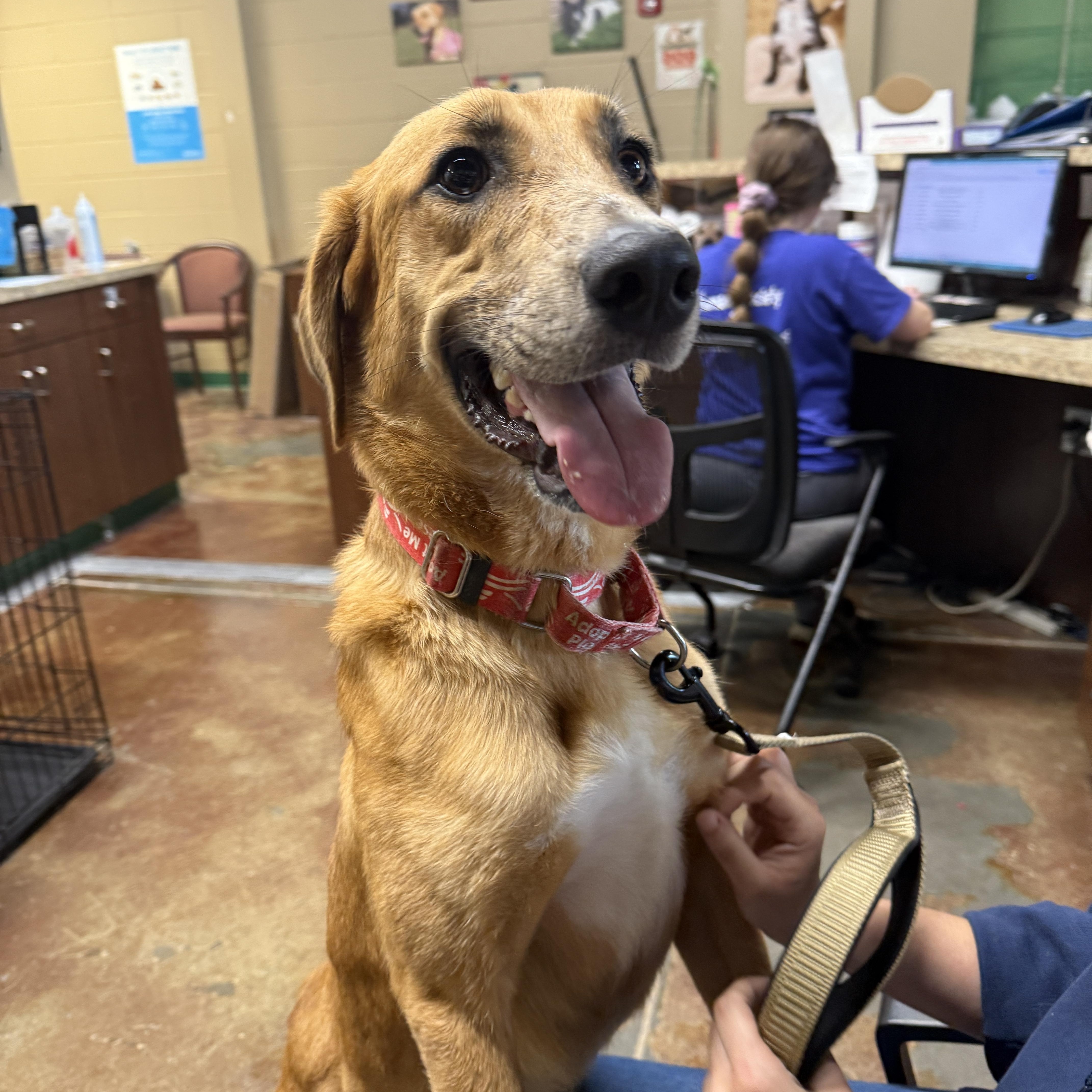 Enlarge Harlequin, an adoptable mixed breed in Springfield, MO image 1/4