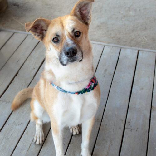Wally, Adoptable, Adult Male German Shepherd Dog & Mixed Breed.