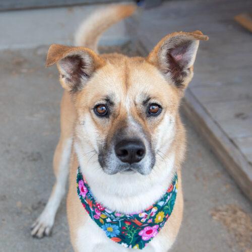 Wally, a Adoptable mixed breed in Bakersfield, CA image 2/4