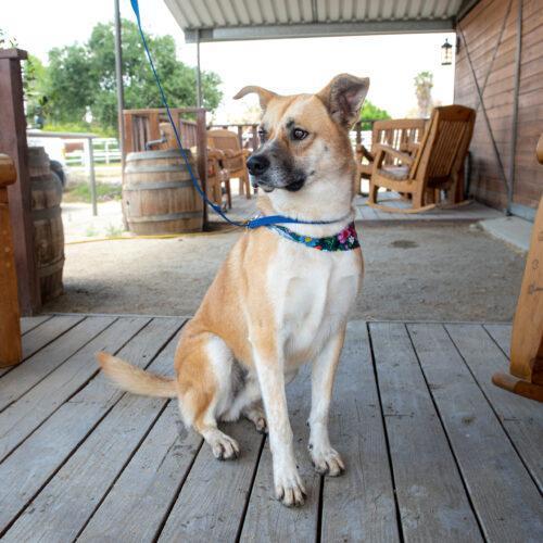 Wally, a Adoptable mixed breed in Bakersfield, CA image 3/4