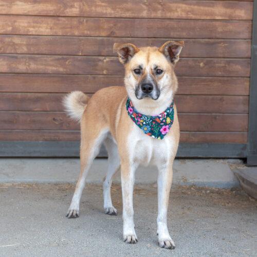 Wally, a Adoptable mixed breed in Bakersfield, CA image 4/4