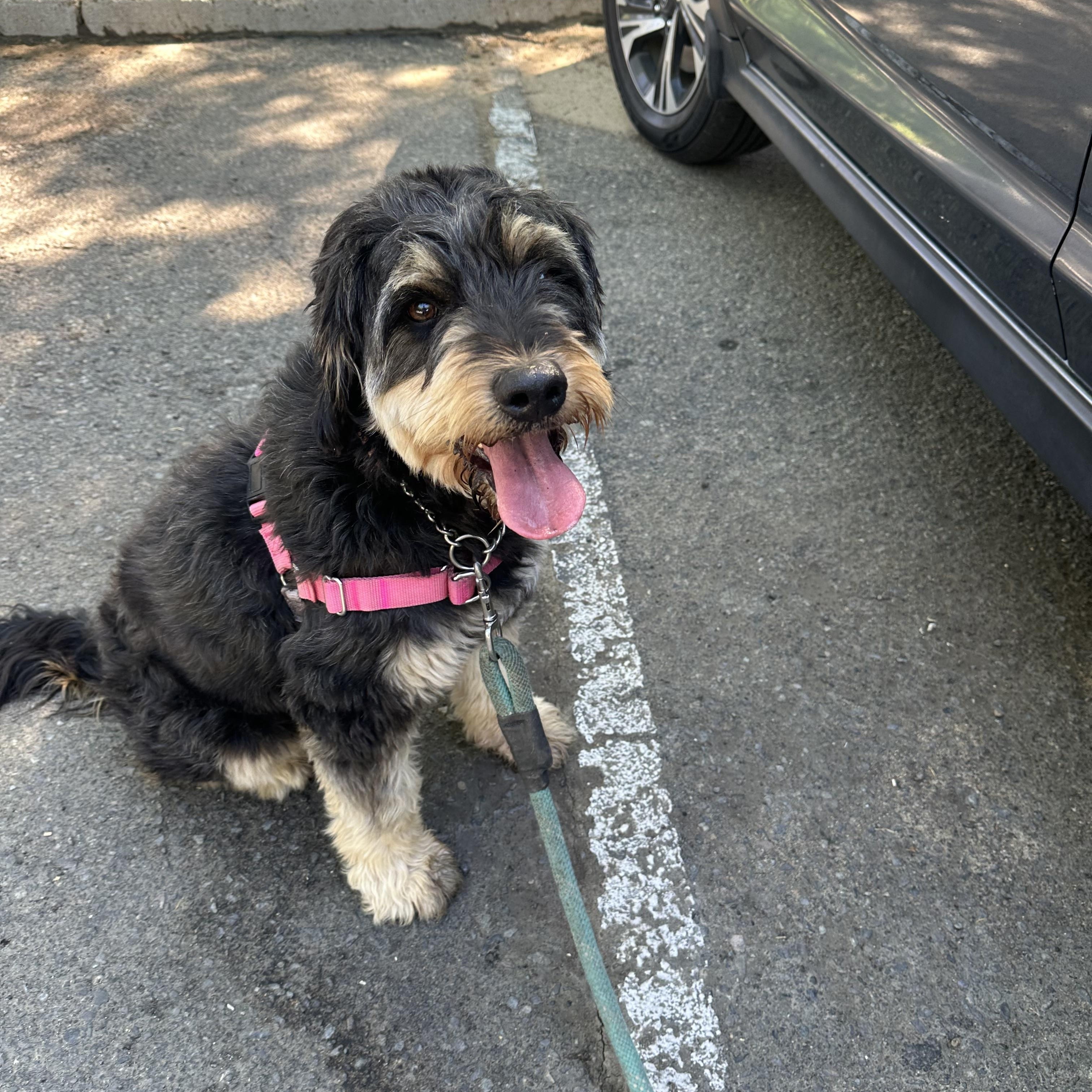 Mallory, ADOPTABLE, Adult Female Rottweiler & Poodle.