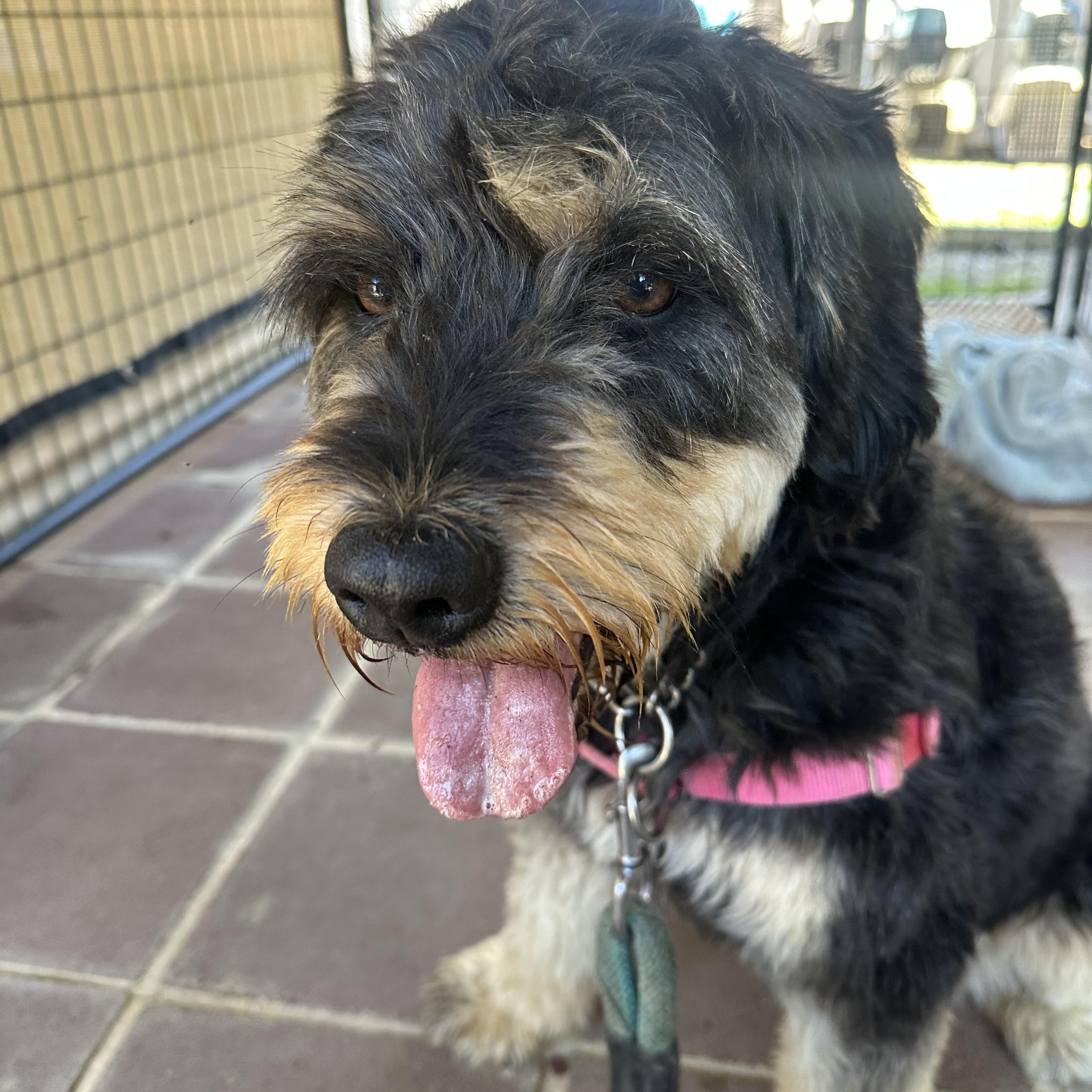 Enlarge Mallory, a ADOPTABLE mixed breed in Lemoore, CA image 2/2