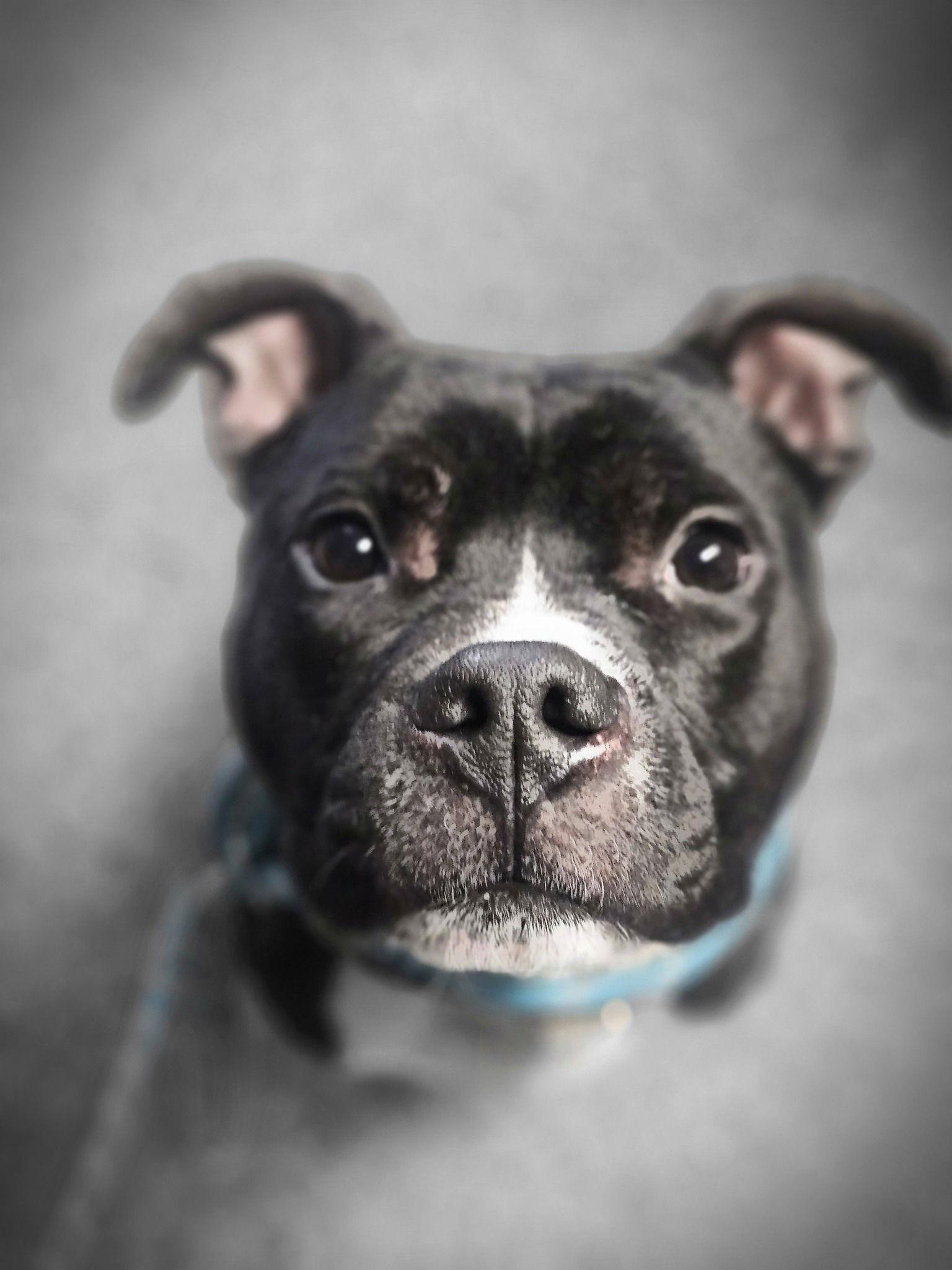 Dugan, Adoptable, Young Male Pit Bull Terrier.