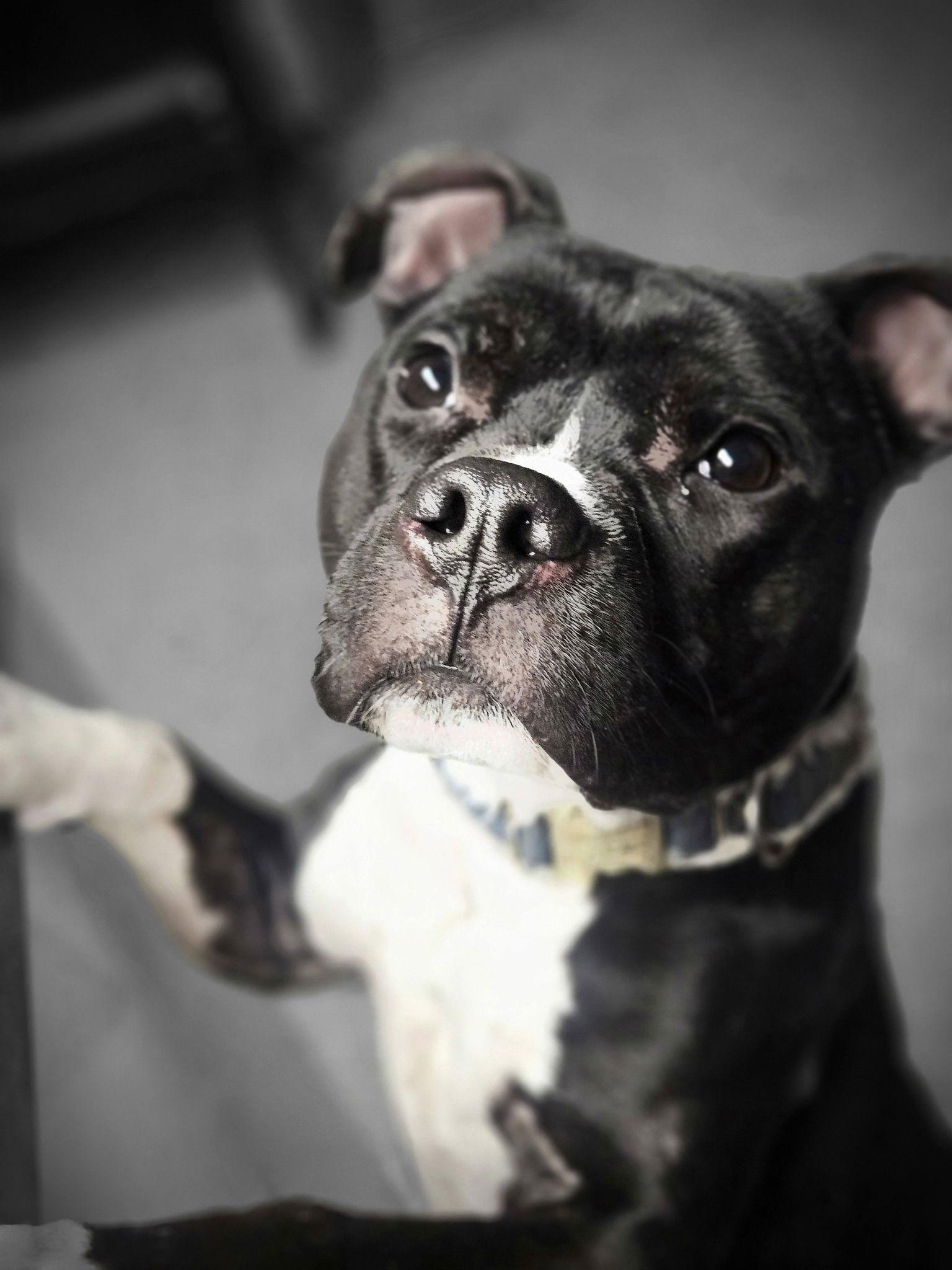 Enlarge Dugan, a Adoptable Pit Bull Terrier in Joliet, IL image 1/2