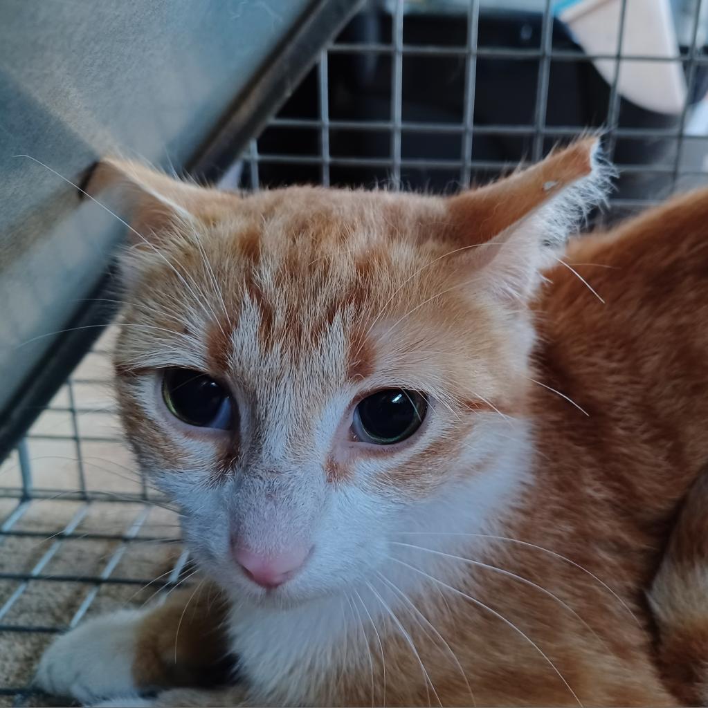Myra Homer (Bonded with Braveheart Homer), Adoptable, Adult Female Domestic Short Hair.
