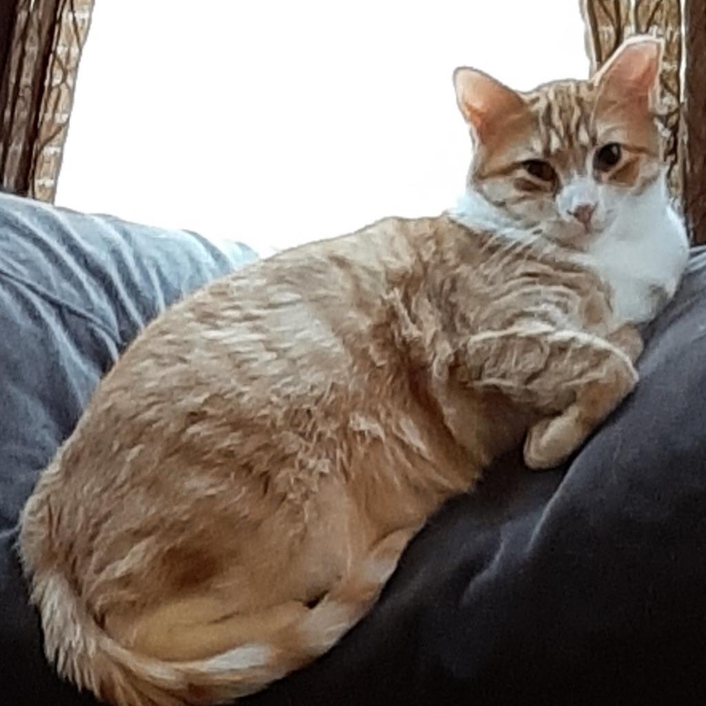 Enlarge Myra Homer (Bonded with Braveheart Homer), a Adoptable Domestic Short Hair in Merrifield, VA image 2/6
