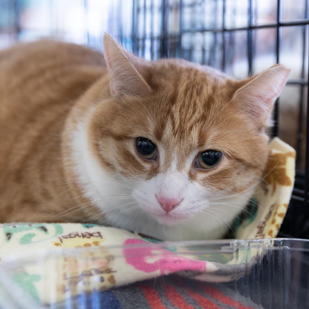 Enlarge Myra Homer (Bonded with Braveheart Homer), a Adoptable Domestic Short Hair in Merrifield, VA image 3/6