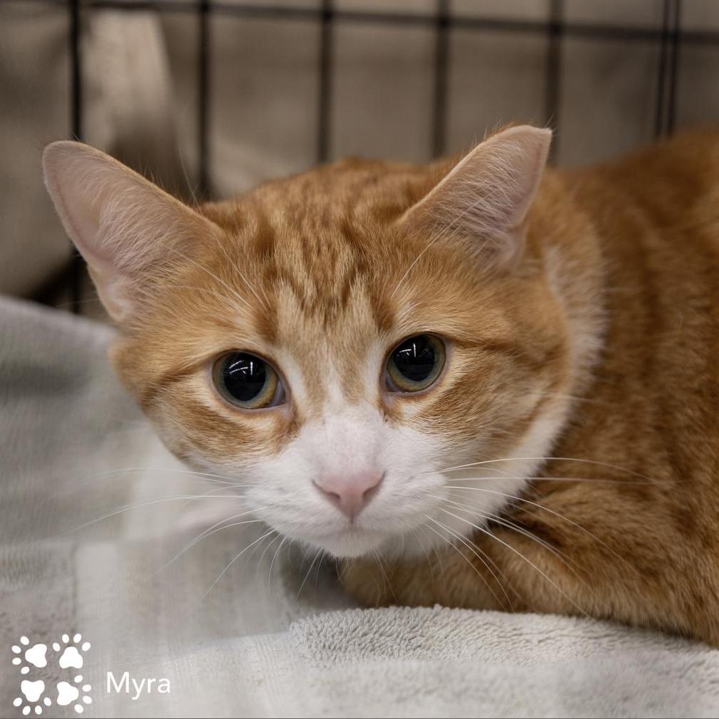 Enlarge Myra Homer (Bonded with Braveheart Homer), a Adoptable Domestic Short Hair in Merrifield, VA image 4/6