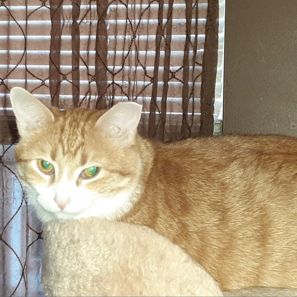 Enlarge Myra Homer (Bonded with Braveheart Homer), a Adoptable Domestic Short Hair in Merrifield, VA image 5/6