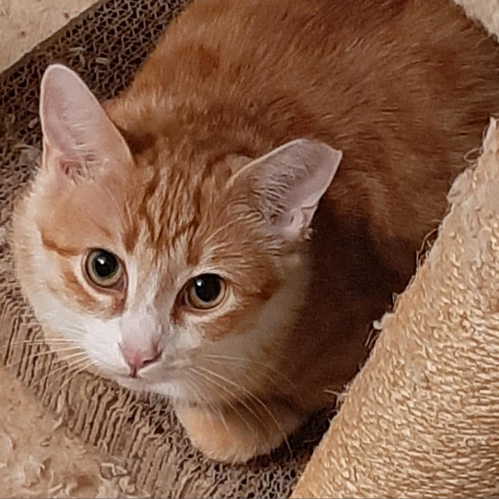 Enlarge Myra Homer (Bonded with Braveheart Homer), a Adoptable Domestic Short Hair in Merrifield, VA image 6/6