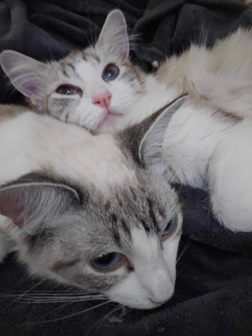 Dalilah (bonded to Daphne)