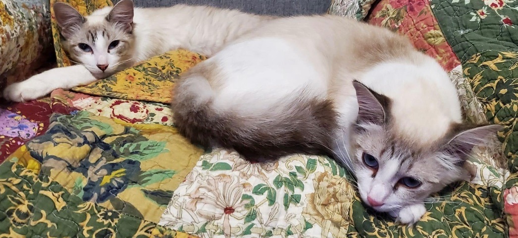 Dalilah  (bonded to Daphne), an adoptable Domestic Short Hair, Siamese in Los Angeles, CA, 90046 | Photo Image 3