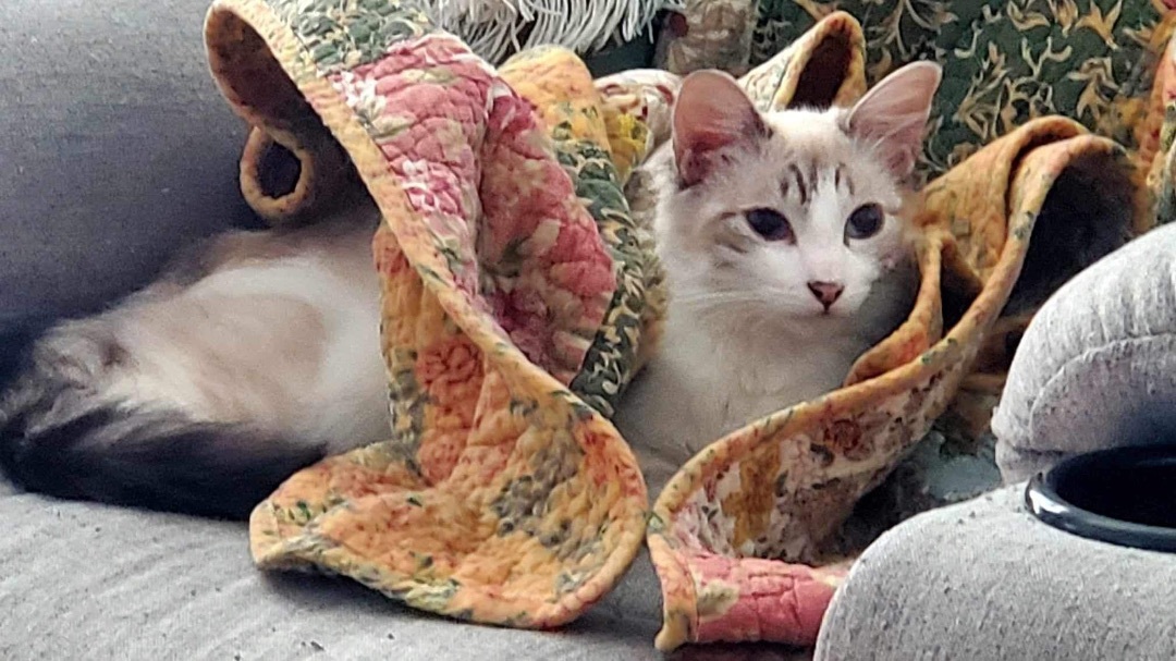 Enlarge Dalilah  (bonded to Daphne), a Adoptable mixed breed in Los Angeles, CA image 4/6