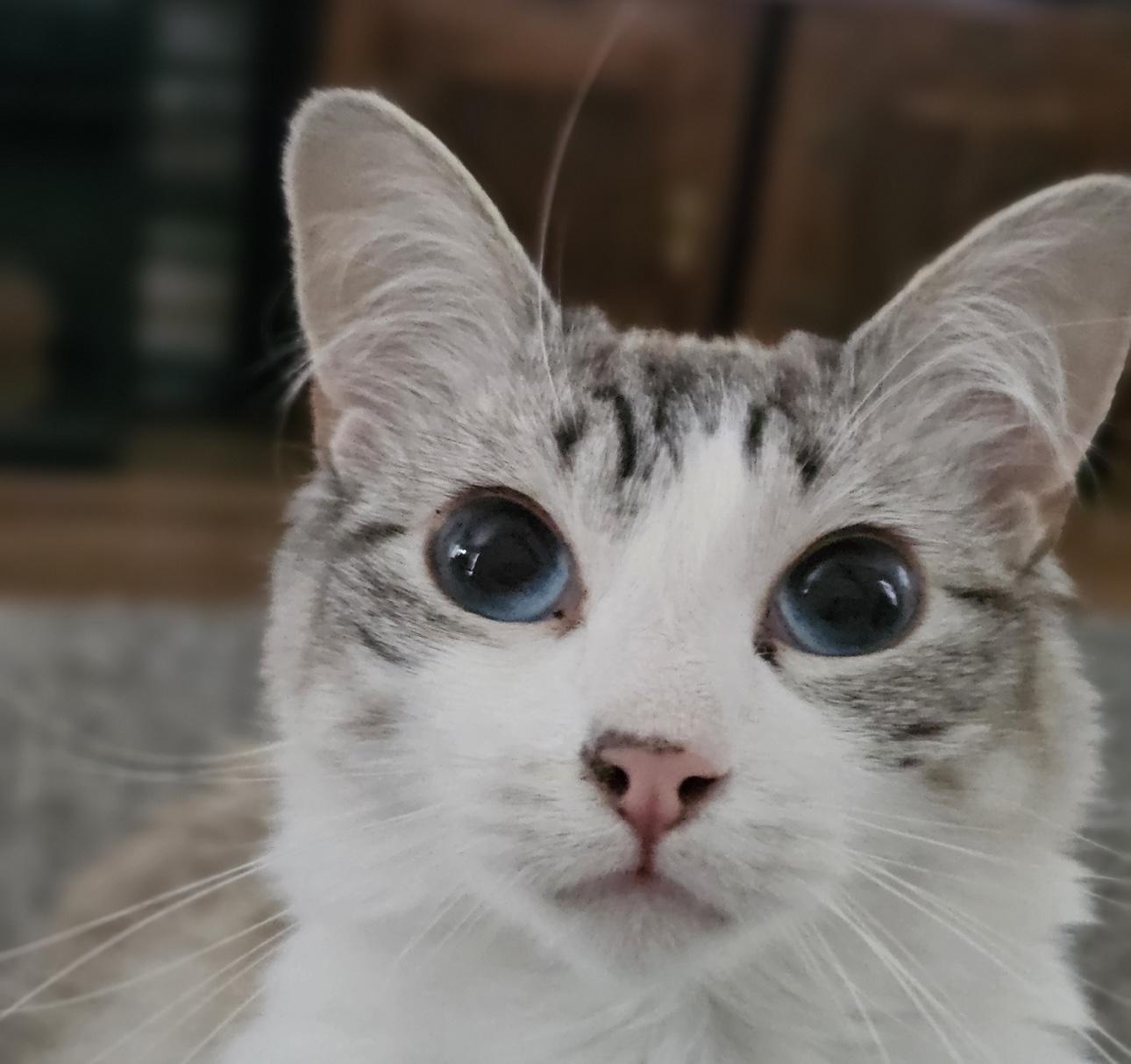 Dalilah (bonded to Daphne), Adoptable, Young Female Domestic Short Hair & Siamese.