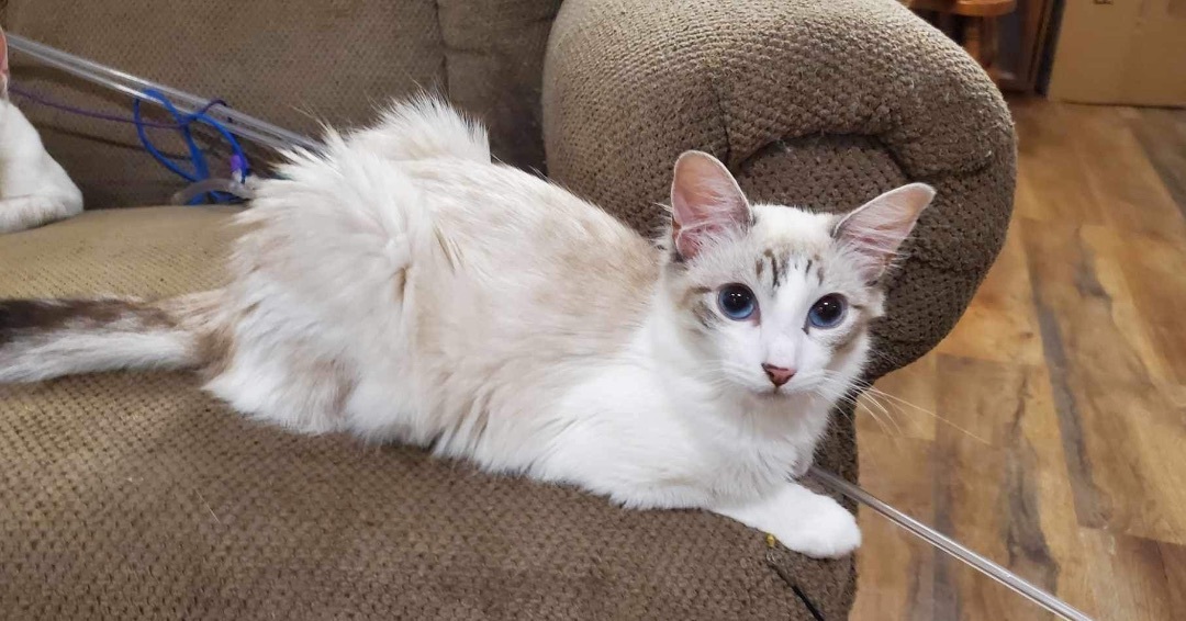 Dalilah  (bonded to Daphne), an adoptable Domestic Short Hair, Siamese in Los Angeles, CA, 90046 | Photo Image 5