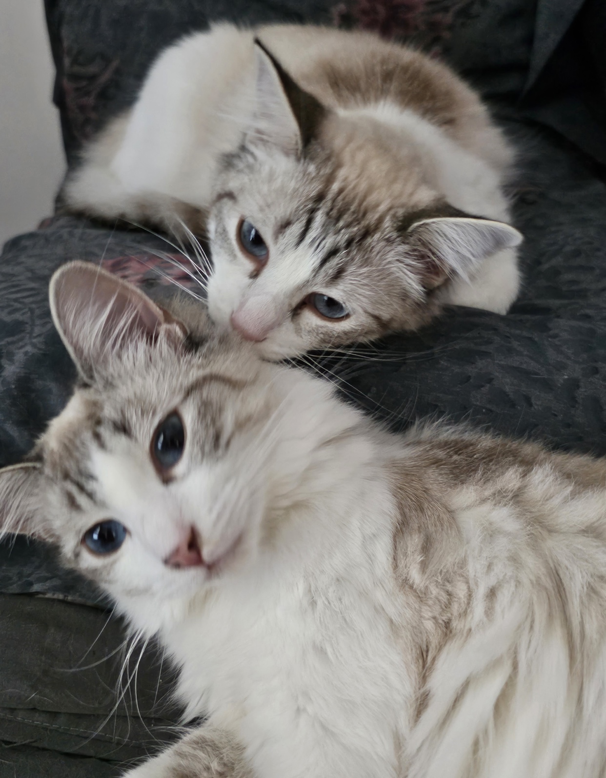 Dalilah  (bonded to Daphne), an adoptable Domestic Short Hair, Siamese in Los Angeles, CA, 90046 | Photo Image 6