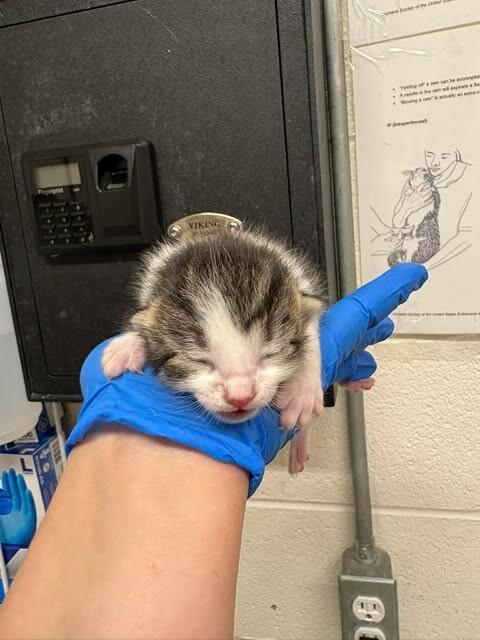 Clavicus, Adoptable, Kitten Male Domestic Short Hair.