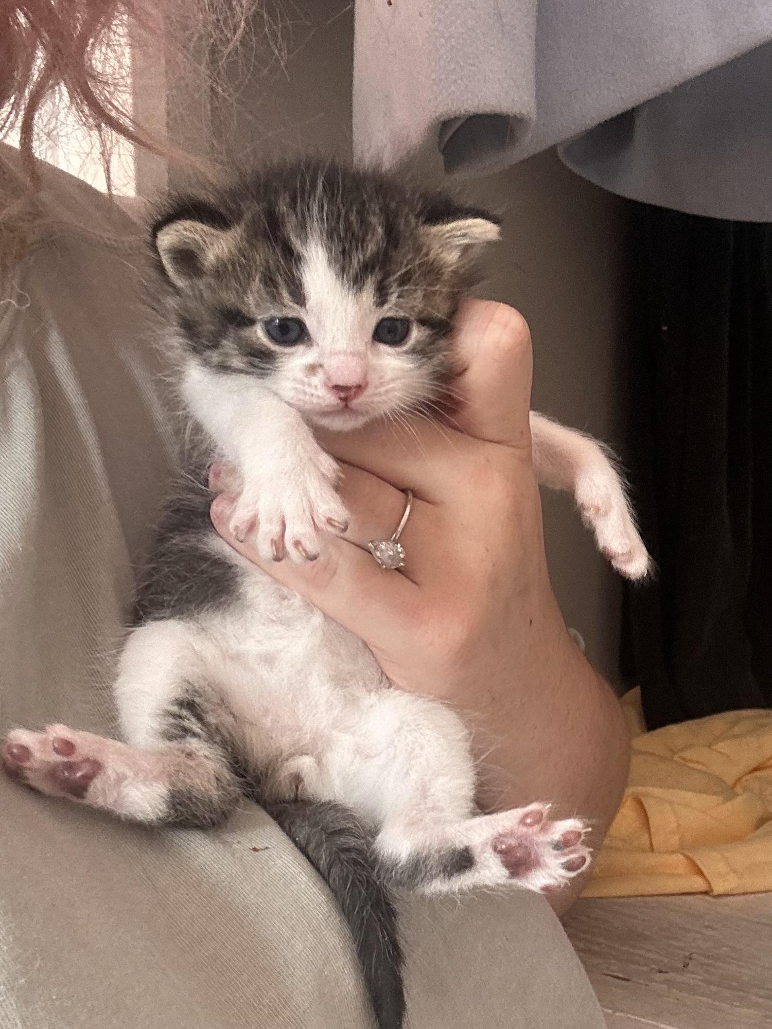 Clavicus, a Adoptable Domestic Short Hair in Fruit Heights, UT image 2/3
