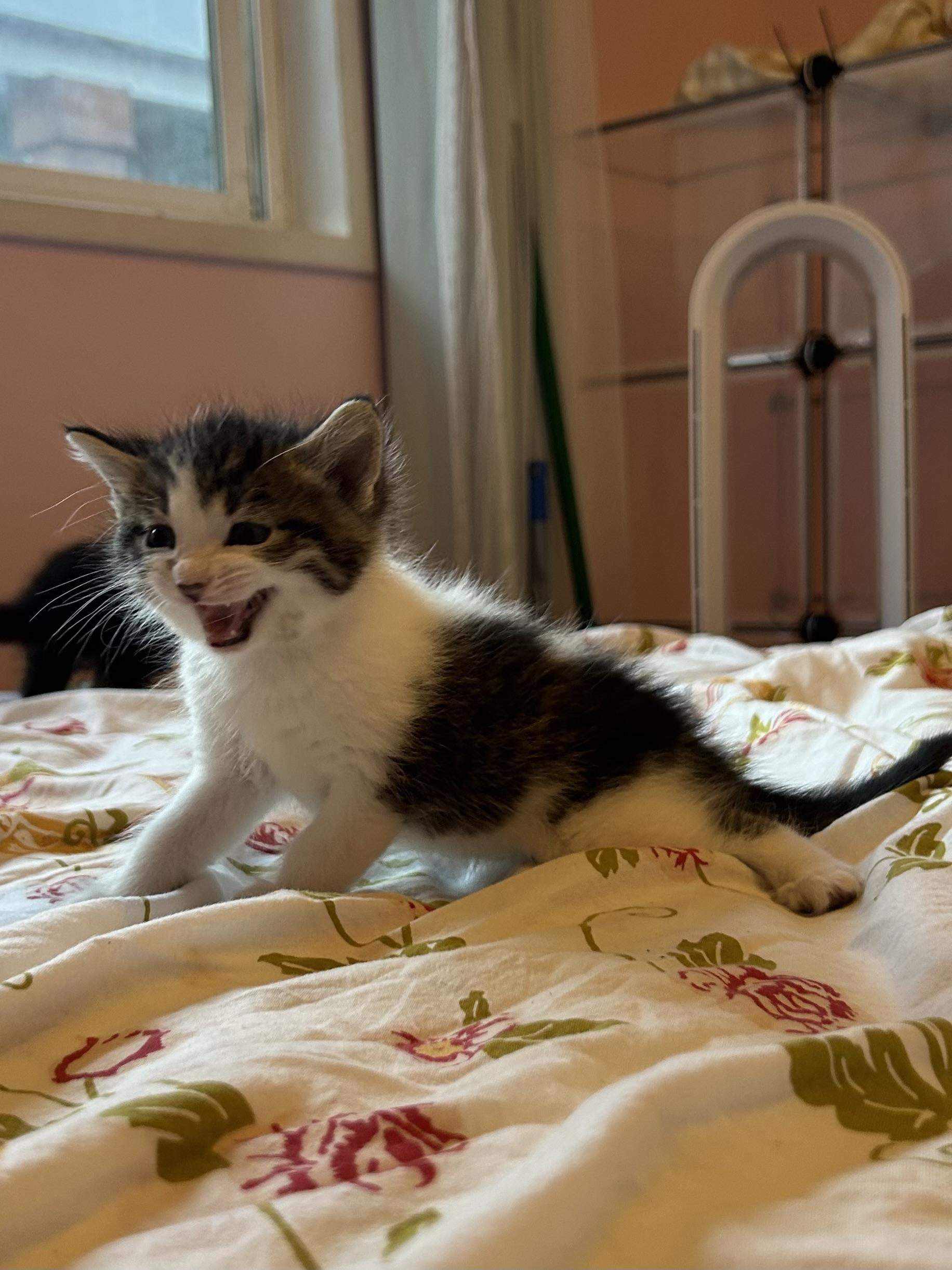 Clavicus, a Adoptable Domestic Short Hair in Fruit Heights, UT image 3/3