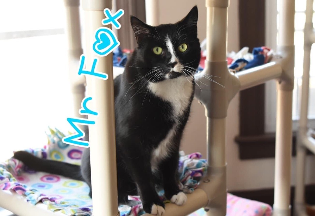 Enlarge Mr Fox, a Adoptable Domestic Short Hair in Little Falls, NY image 2/5
