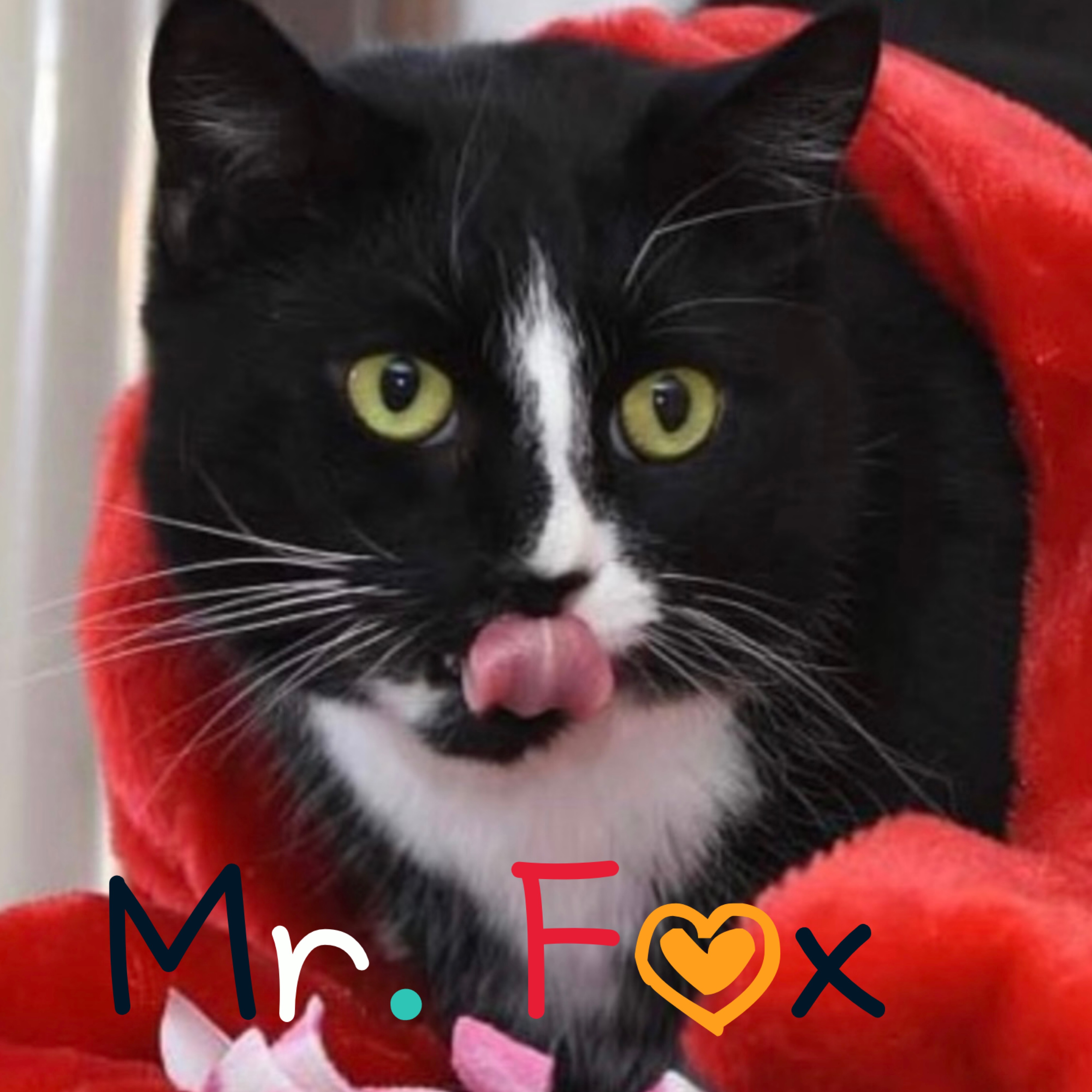 Enlarge Mr Fox, a Adoptable Domestic Short Hair in Little Falls, NY image 1/5