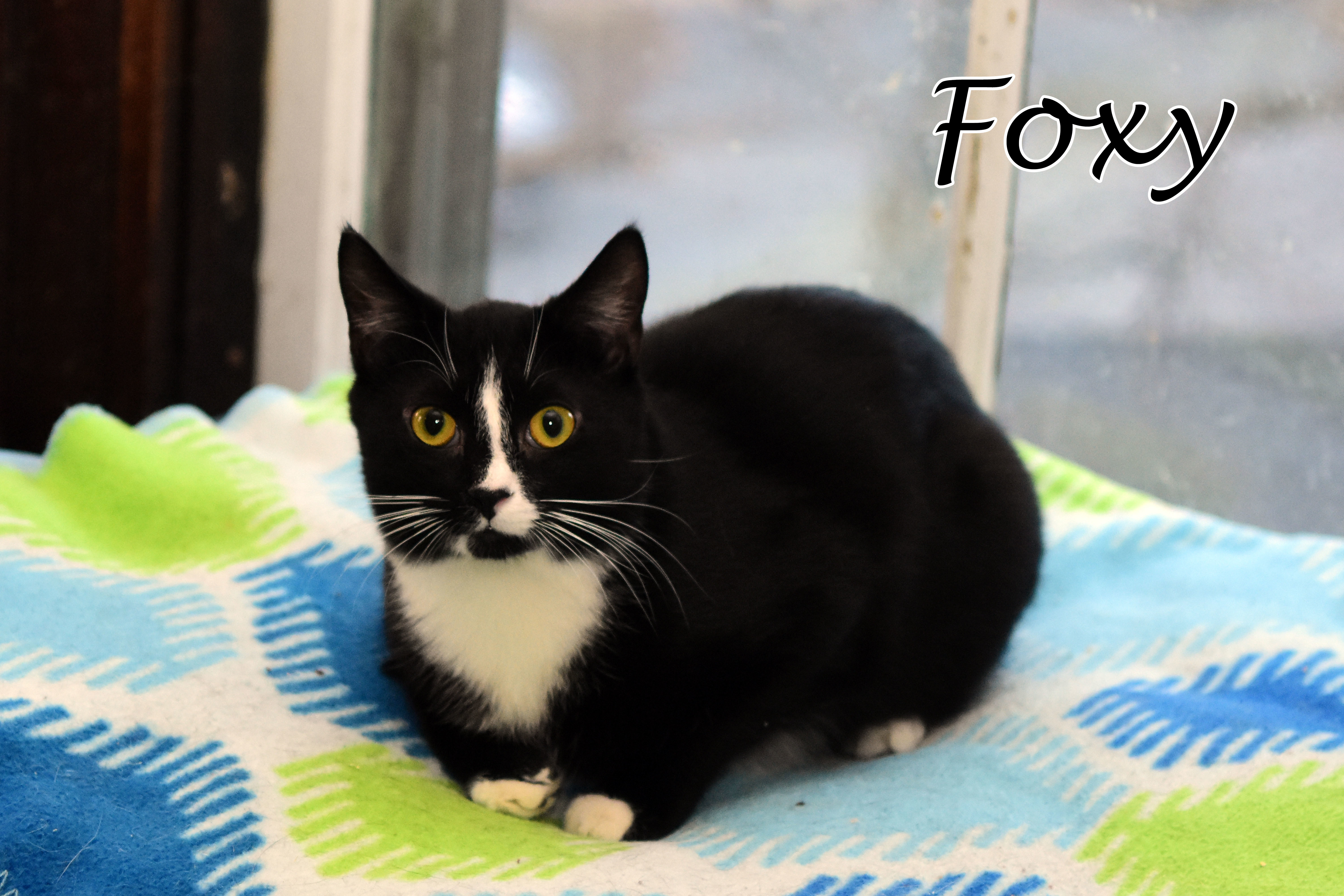 Enlarge Mr Fox, a Adoptable Domestic Short Hair in Little Falls, NY image 3/5