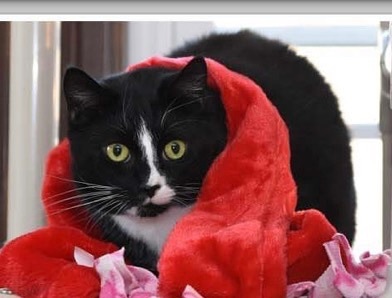 Enlarge Mr Fox, a Adoptable Domestic Short Hair in Little Falls, NY image 4/5