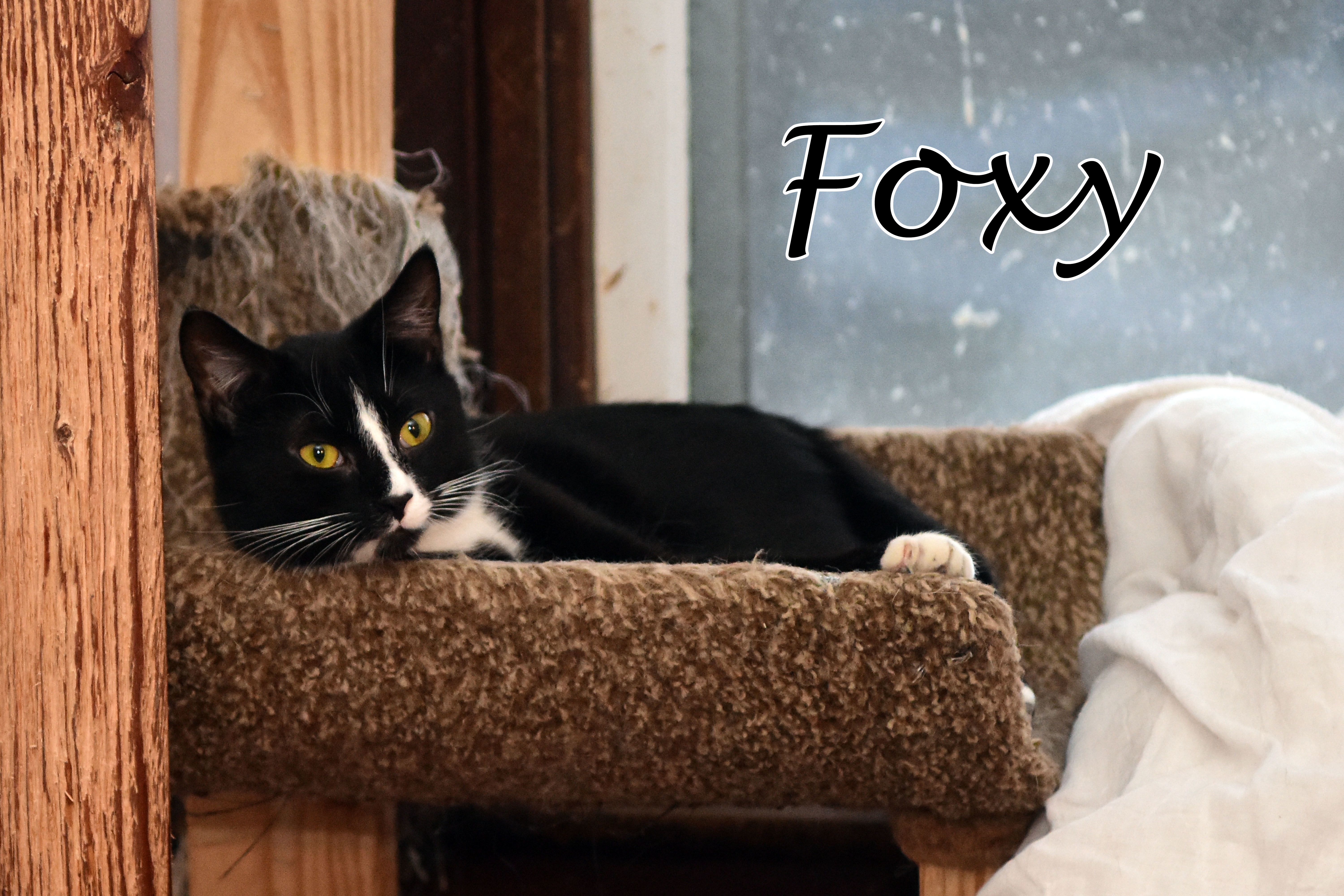 Enlarge Mr Fox, a Adoptable Domestic Short Hair in Little Falls, NY image 5/5