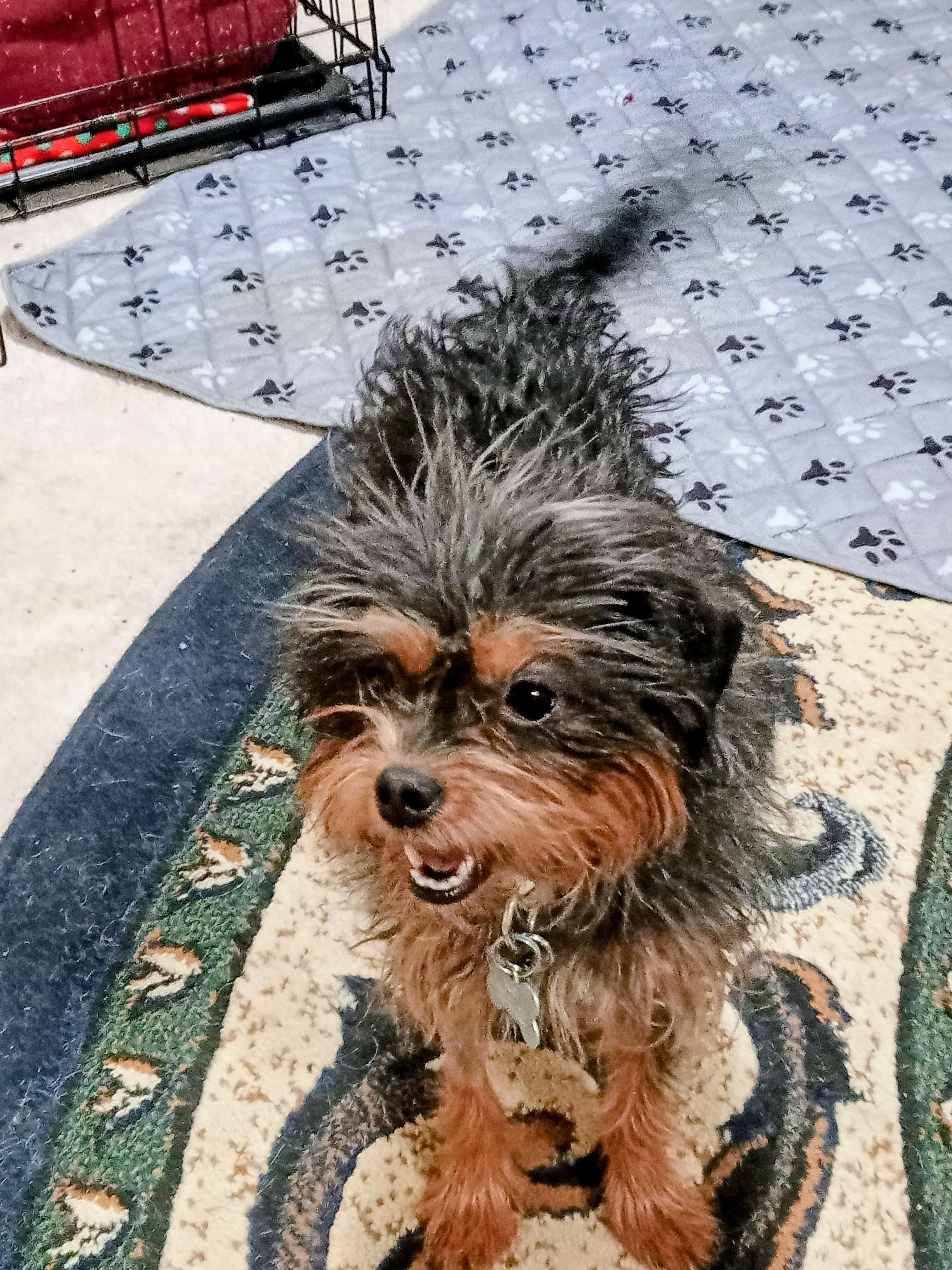 Luz, Adoptable, Young Female Terrier.