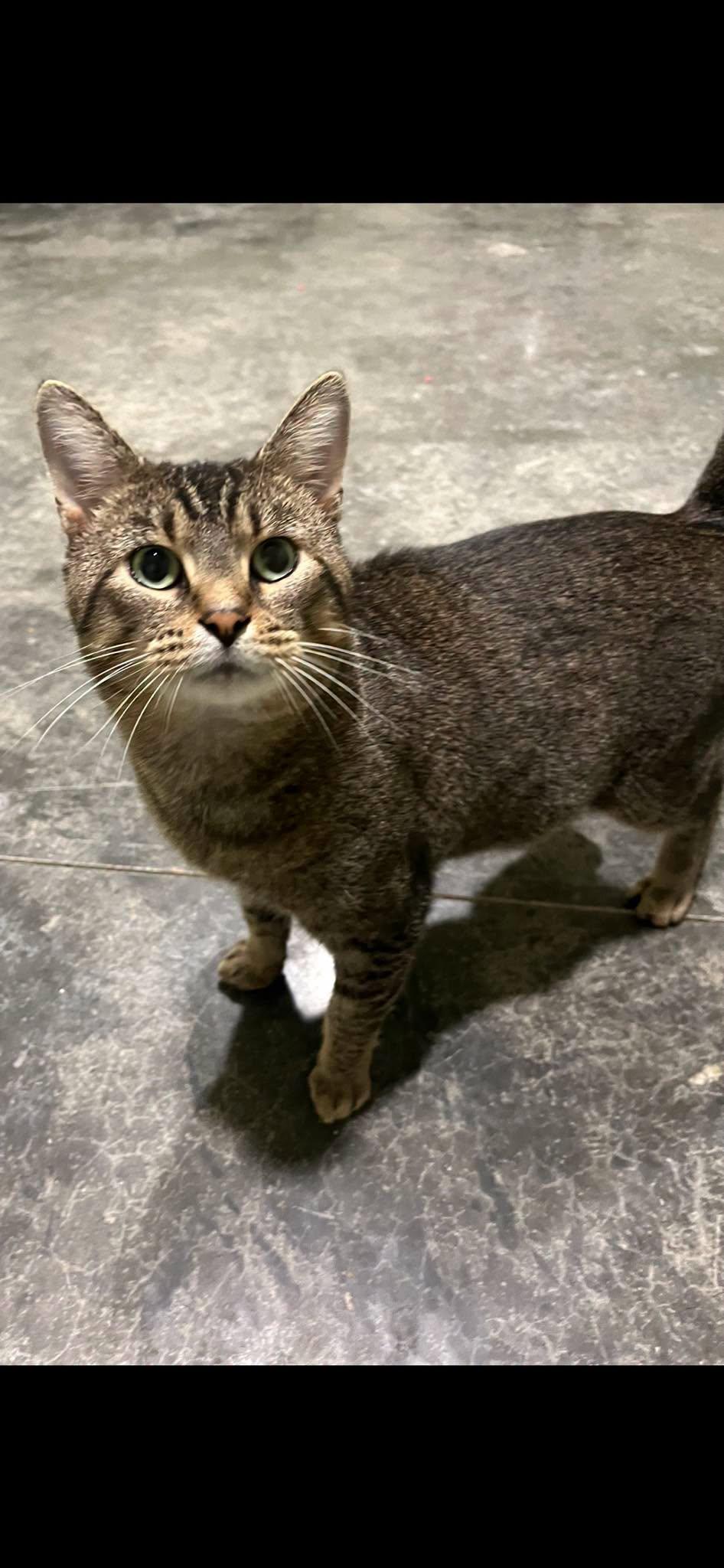 Enlarge Tonka, a Adoptable Domestic Short Hair in Harrodsburg, KY image 1/1