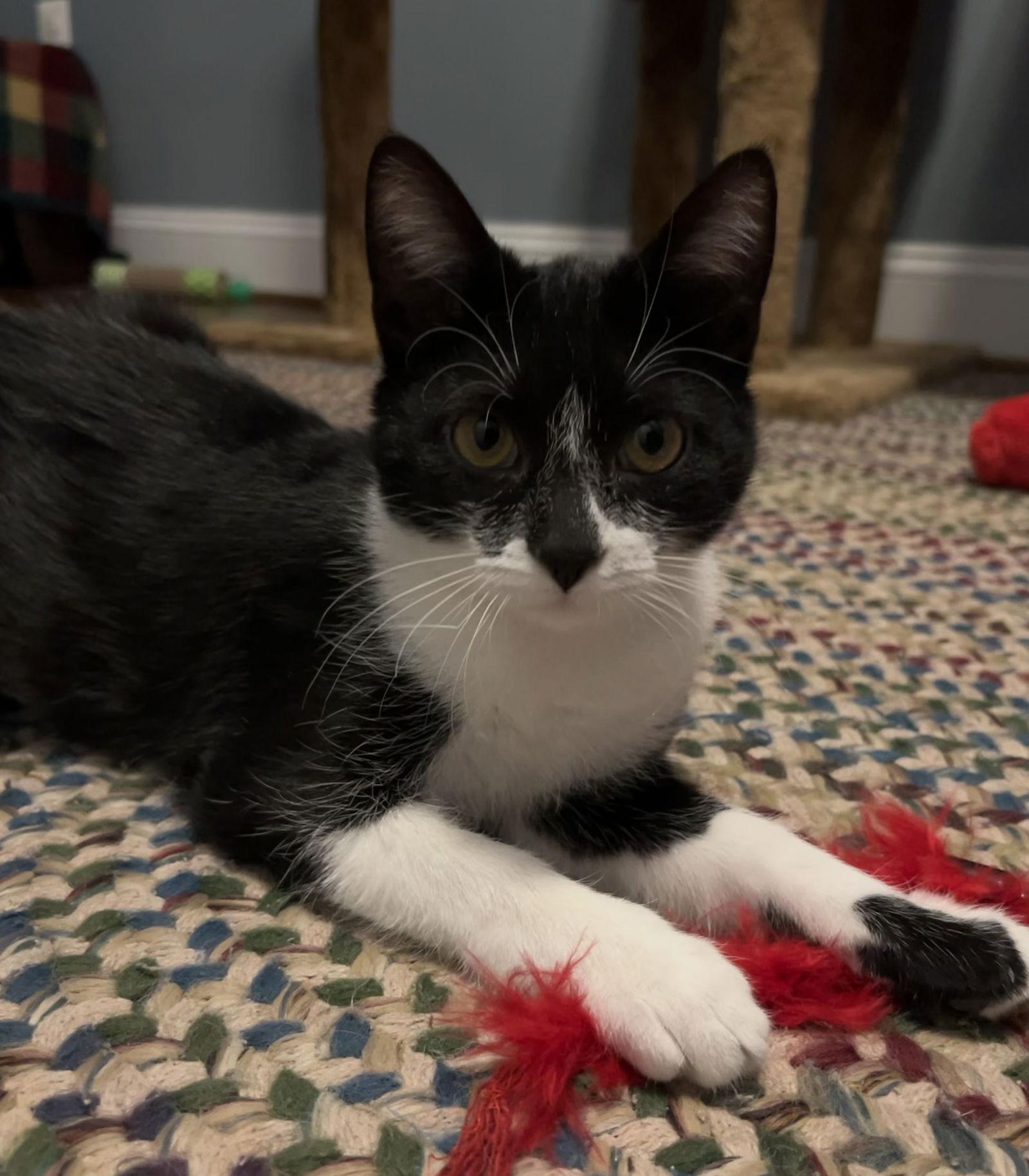 Enlarge Aurora, a Adoptable Domestic Short Hair in King George, VA image 3/3