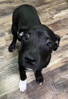 Enlarge Pan, an adopted mixed breed in Longwood, FL image 3/4