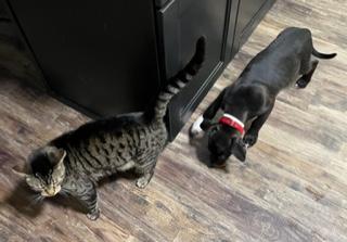 Enlarge Pan, an adopted mixed breed in Longwood, FL image 2/4