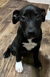 Enlarge Pan, an adopted mixed breed in Longwood, FL image 4/4