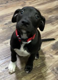 Pan, adopted, Puppy Female Hound & Black Labrador Retriever.