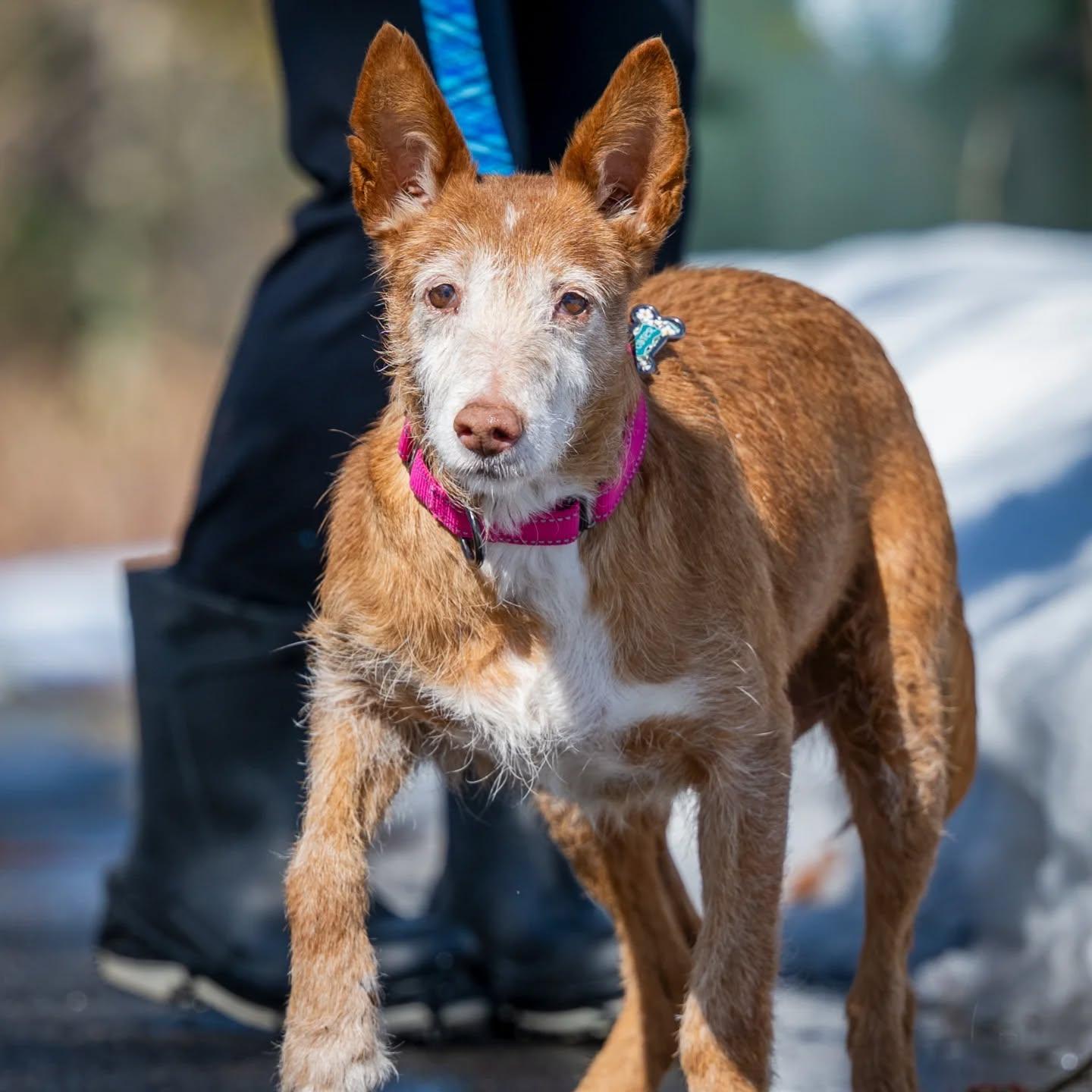 Enlarge Maple, a Adoptable mixed breed in HANSON, MA image 2/3
