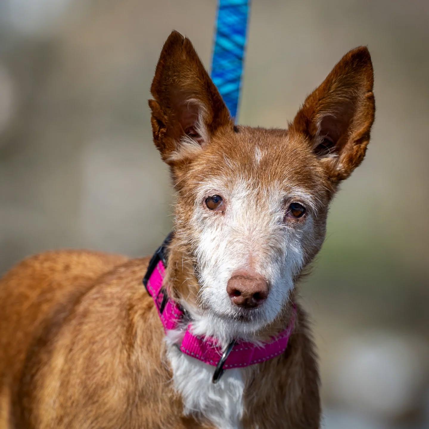 Enlarge Maple, a Adoptable mixed breed in HANSON, MA image 1/3