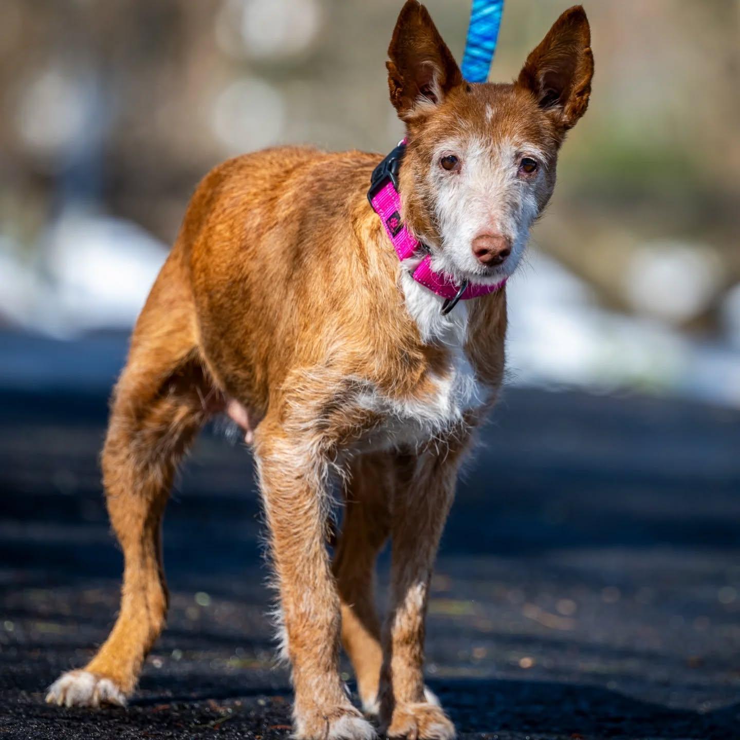 Enlarge Maple, a Adoptable mixed breed in HANSON, MA image 3/3