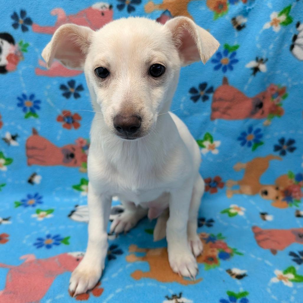 Sanji, a Adoptable Chihuahua in Chico, CA image 1/4